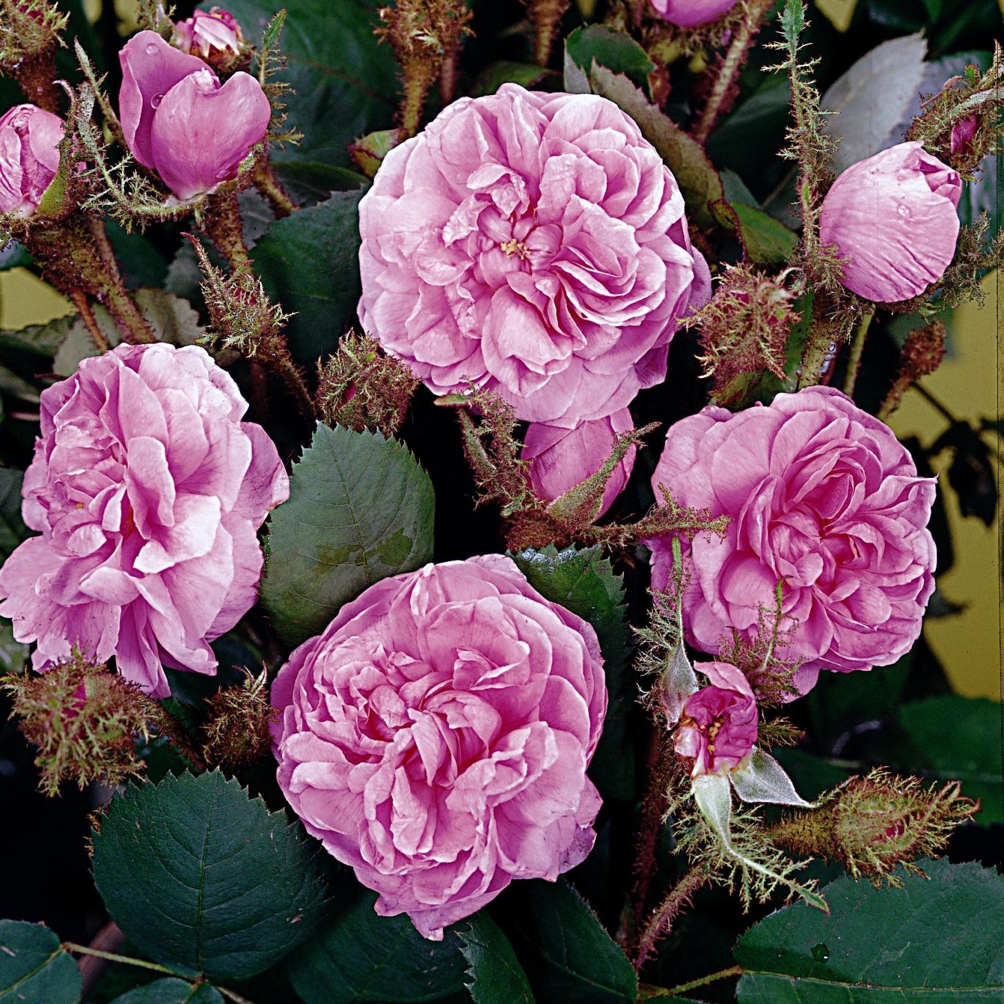Rosa centifolia muscosa