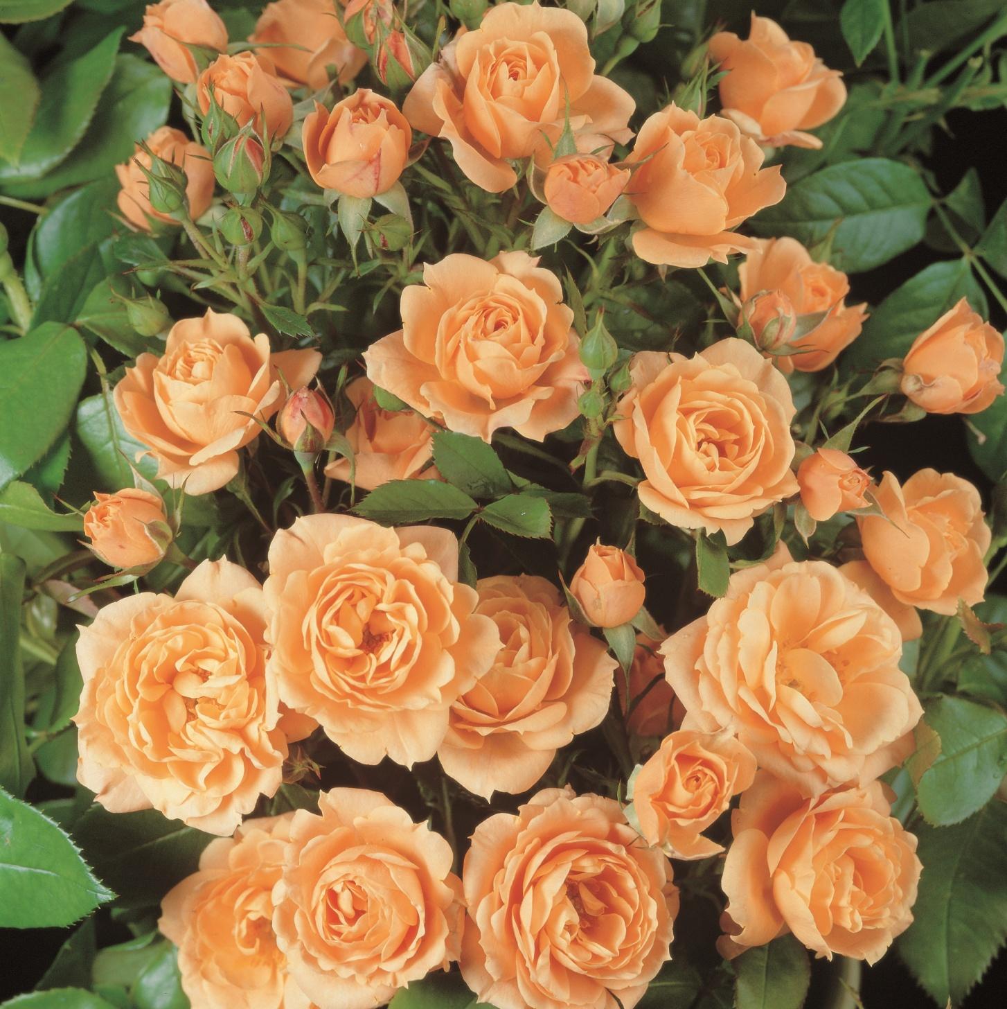 Apricot Clementine®