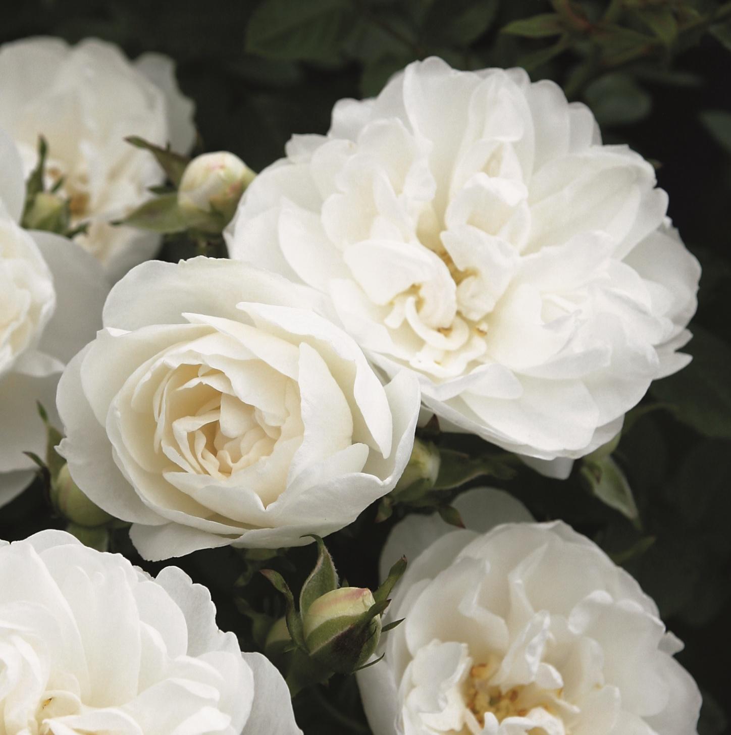 White Babyflor®