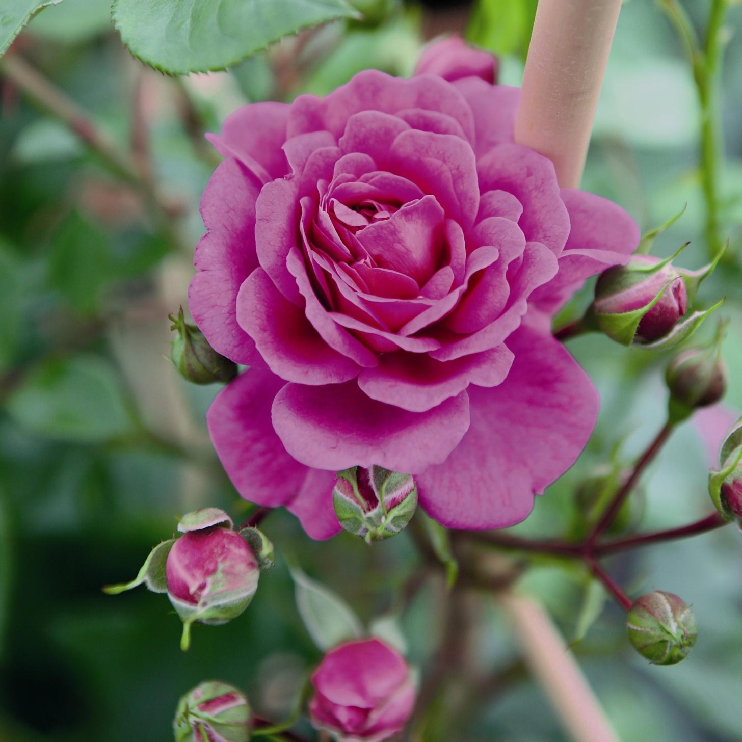 Starlet® Rose Melina