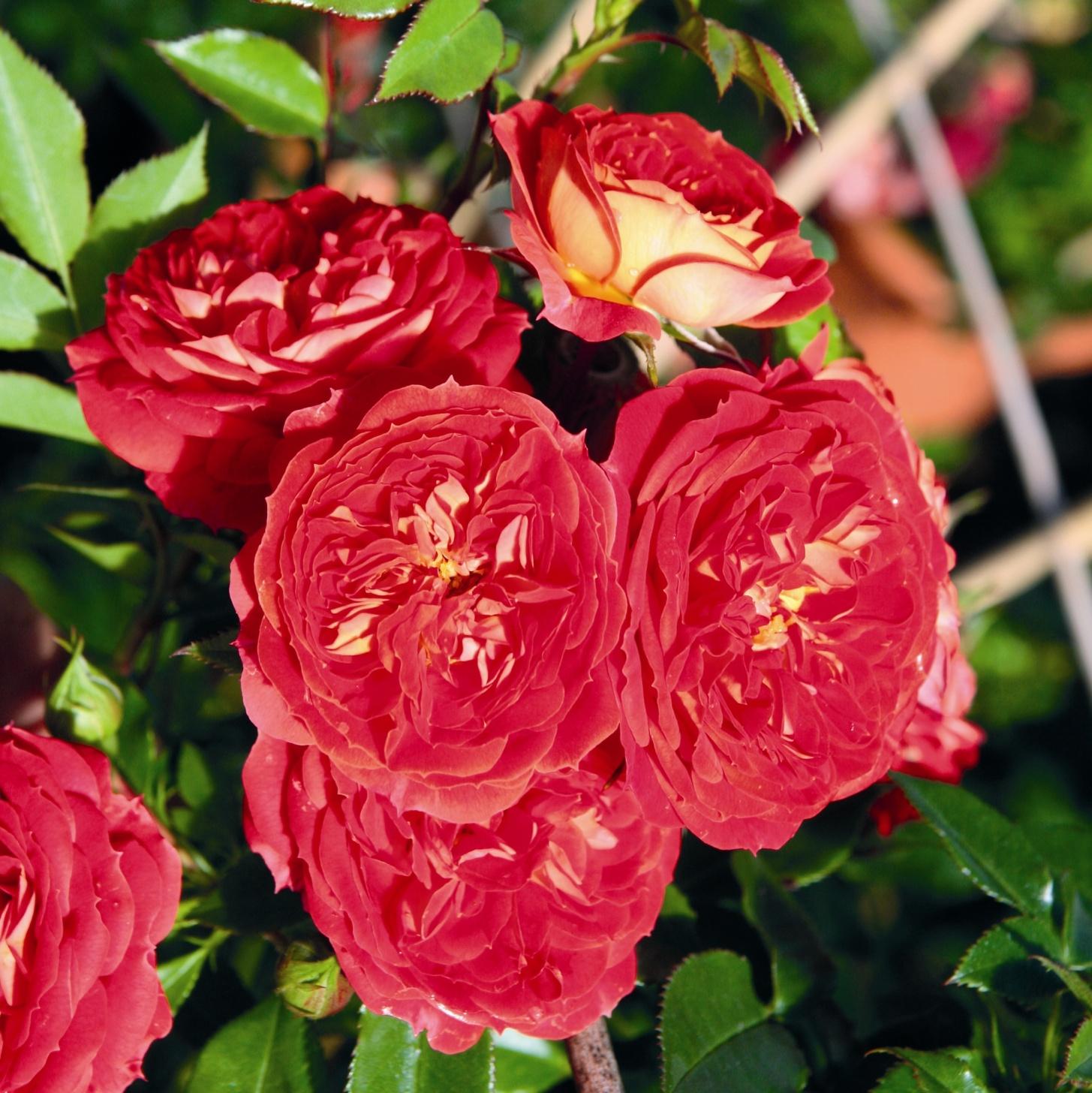 Starlet® Rose Carmen