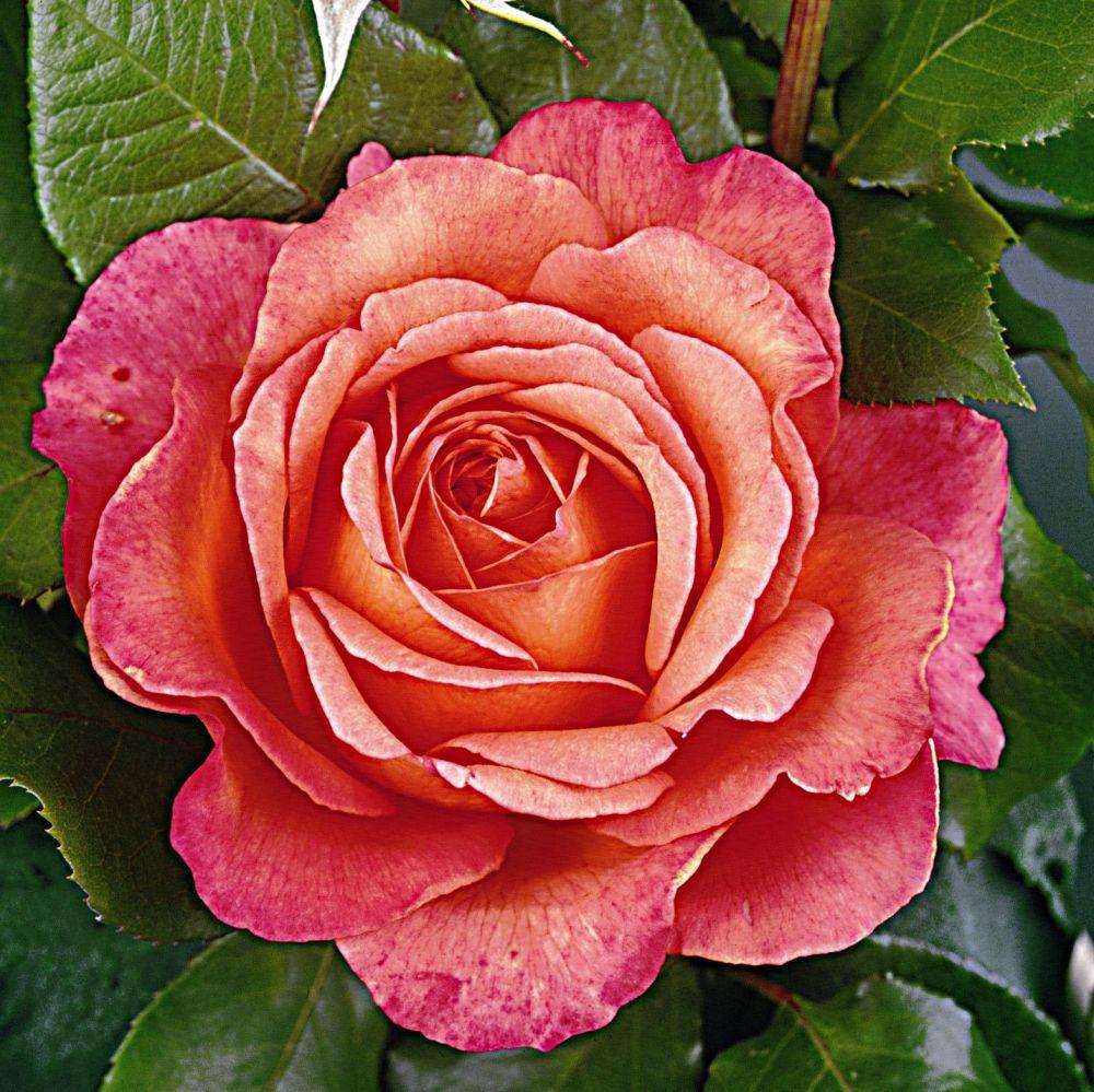 Albrecht Dürer Rose®