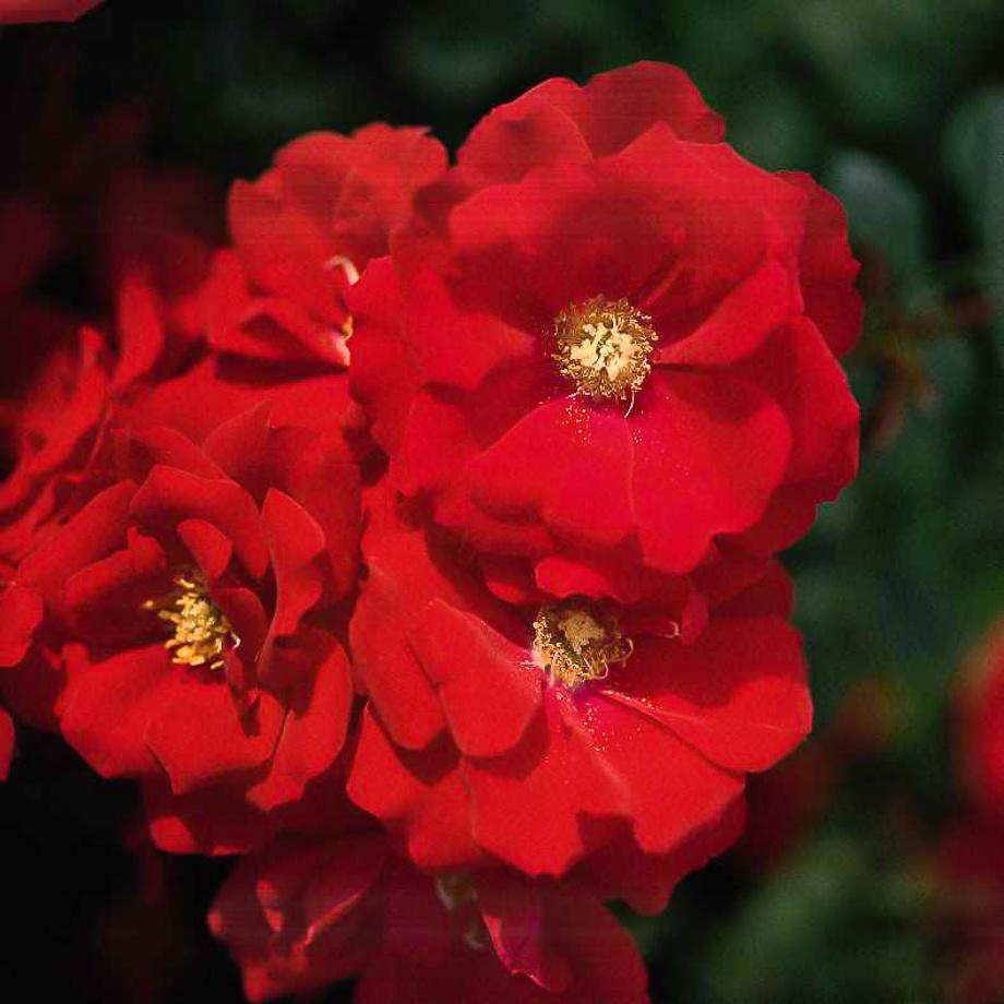 Austriana®