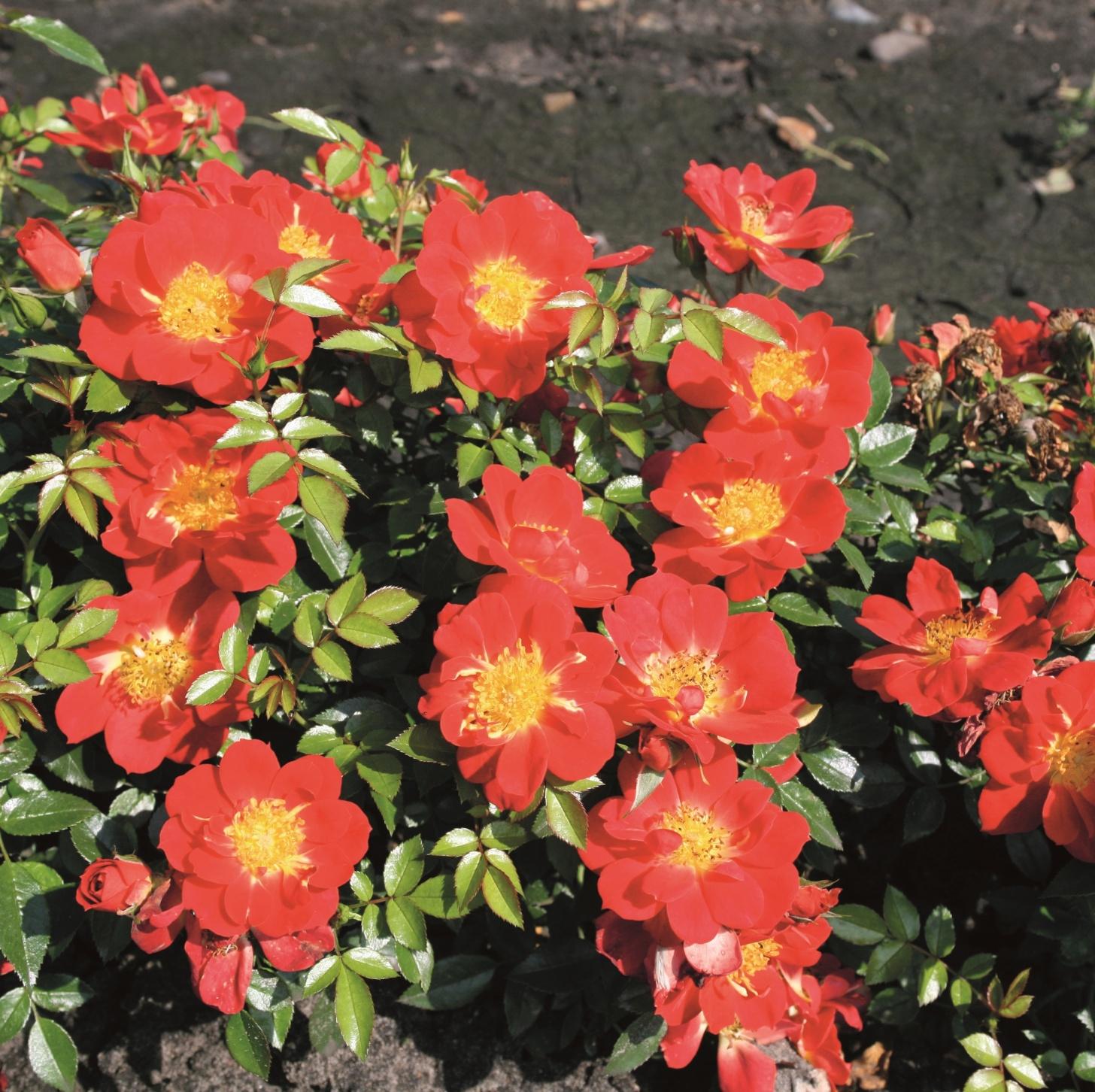 Bienenweide® Hellrot