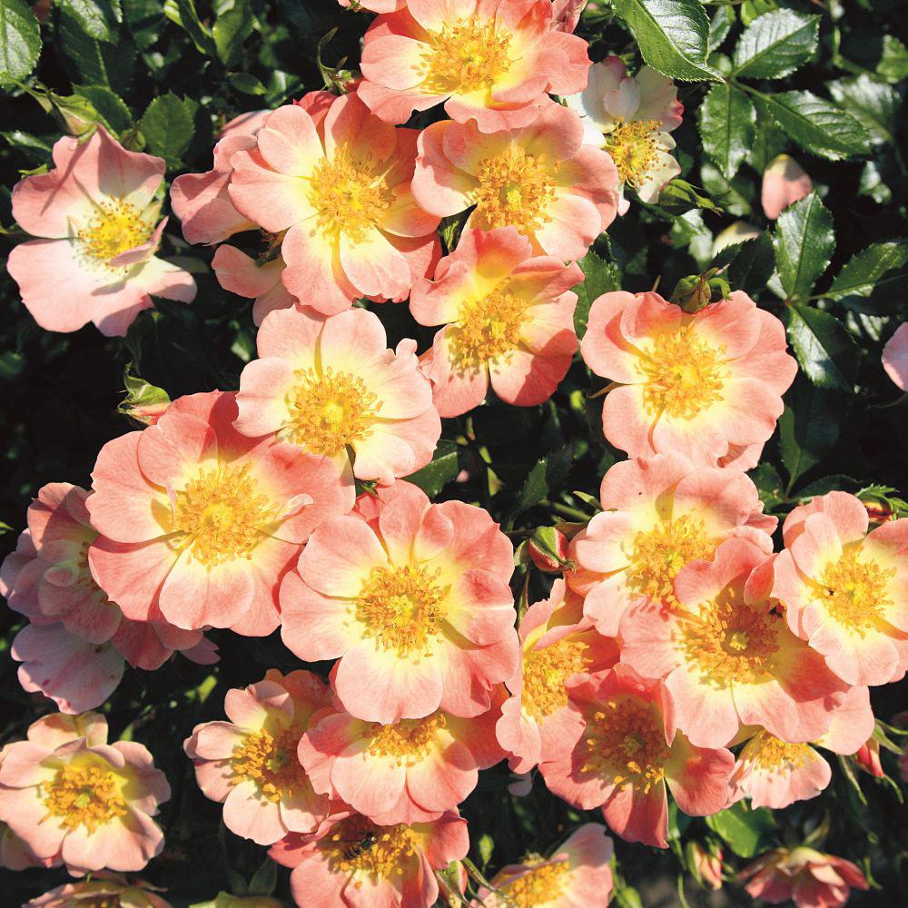 Bienenweide® Apricot