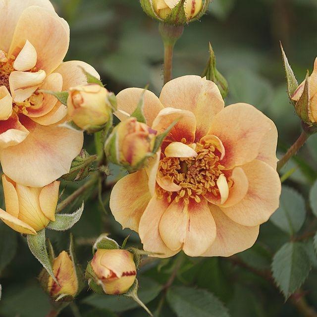 Bees Paradise Rose® Bernstein