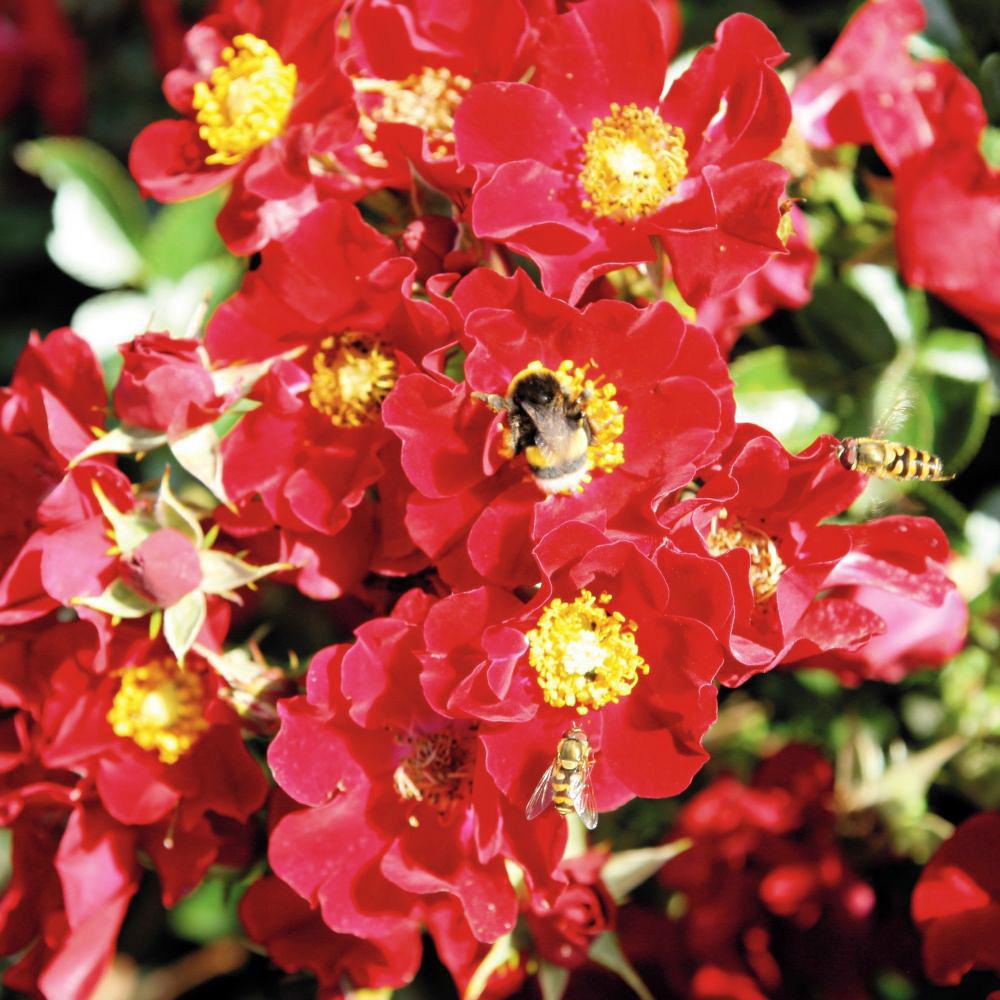 Bienenweide® Rot
