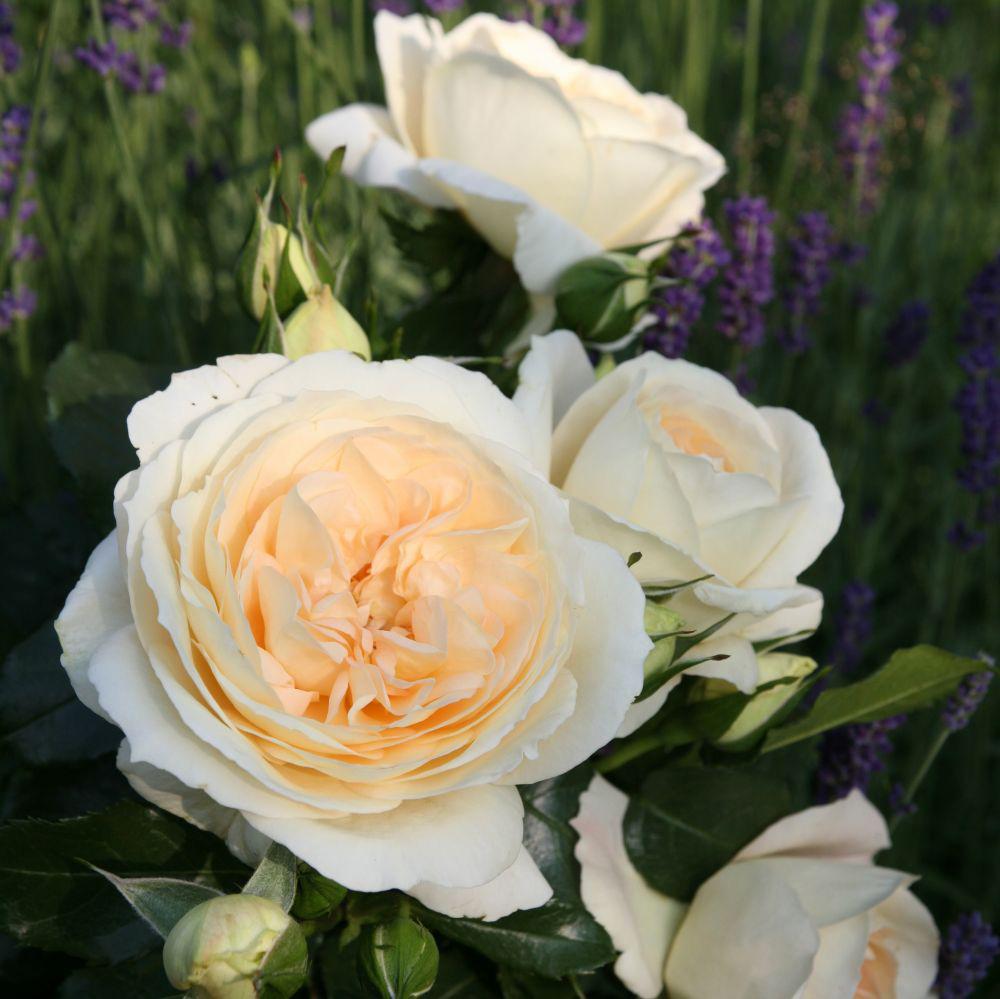 Marie Antoinette®