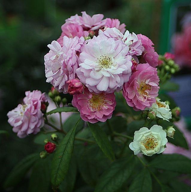 Perennial Rosali®