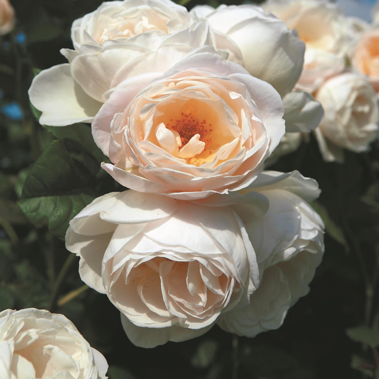 Uetersener Klosterrose®