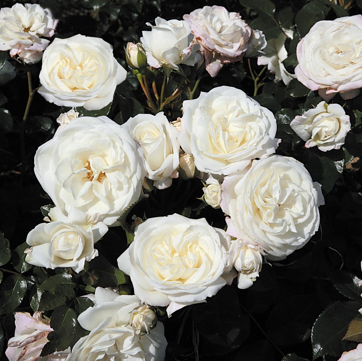 Aspirin® Rose