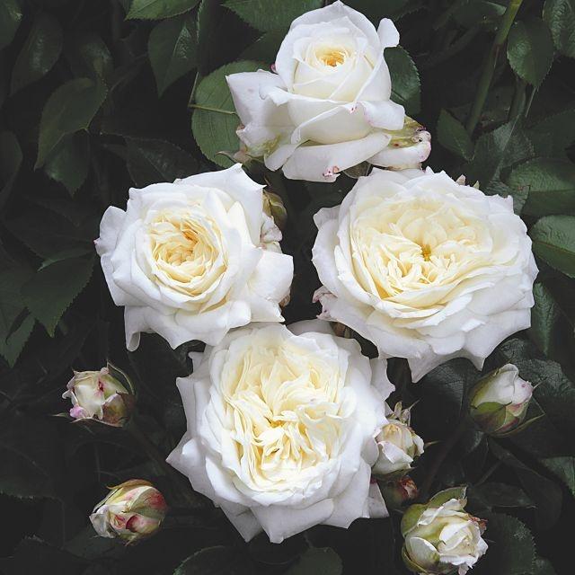 Alabaster®