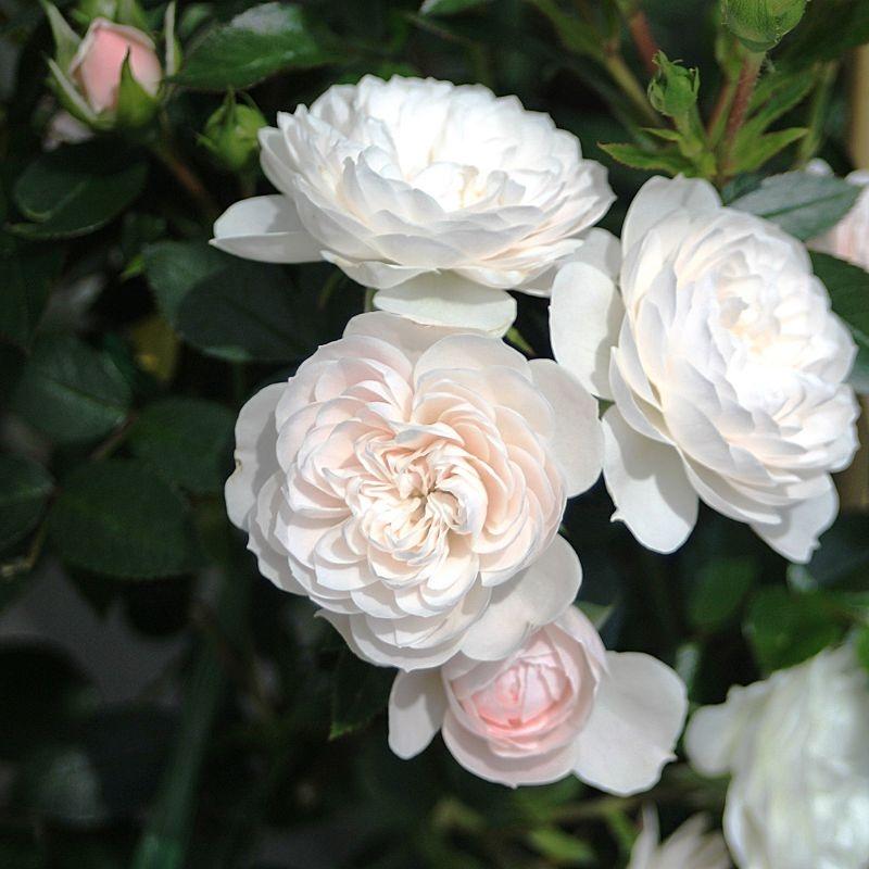 Starlet® Rose Alina
