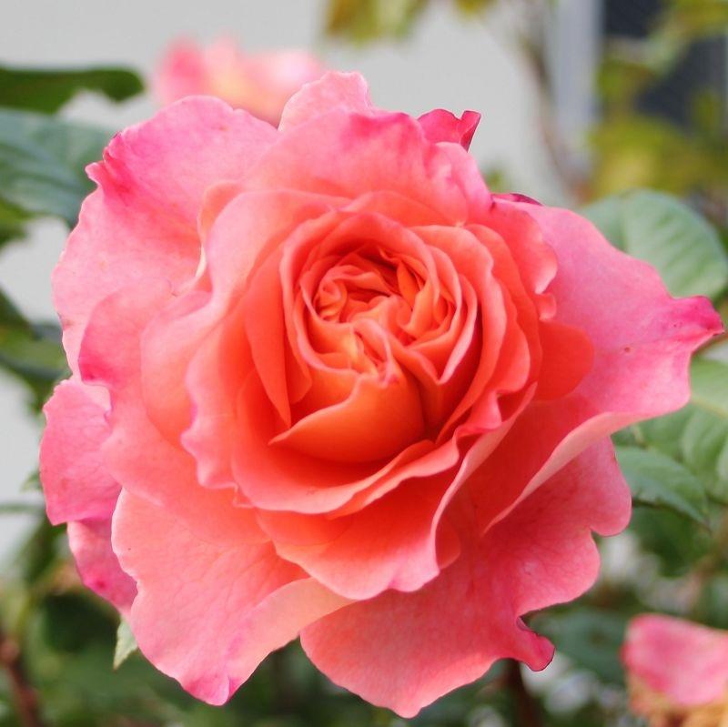 Augusta Luise®