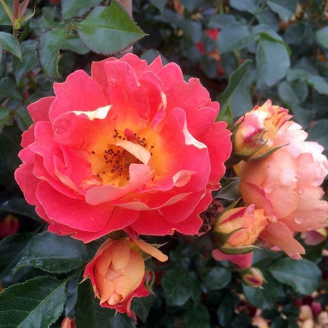 Bees Paradise Rose® mango