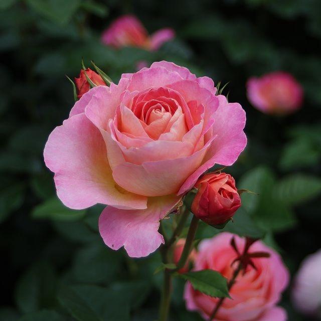 Dornburger Schlossrose