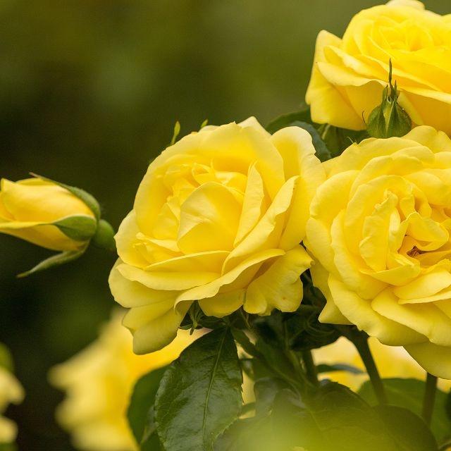 Emil Nolde Rose®