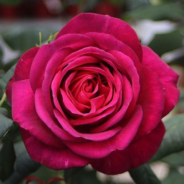 J. W. von Goethe Rose