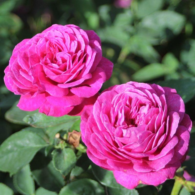 Heidi Klum® Rose
