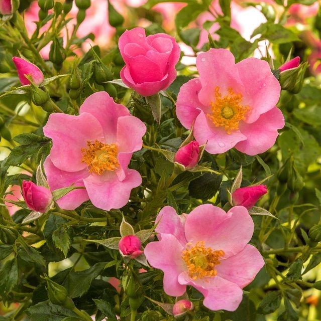 LandFrauen Rose®