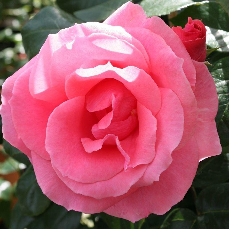 Lawinia®
