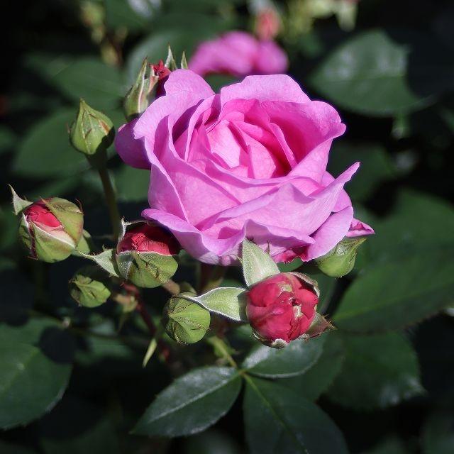 Lilac Topaz®