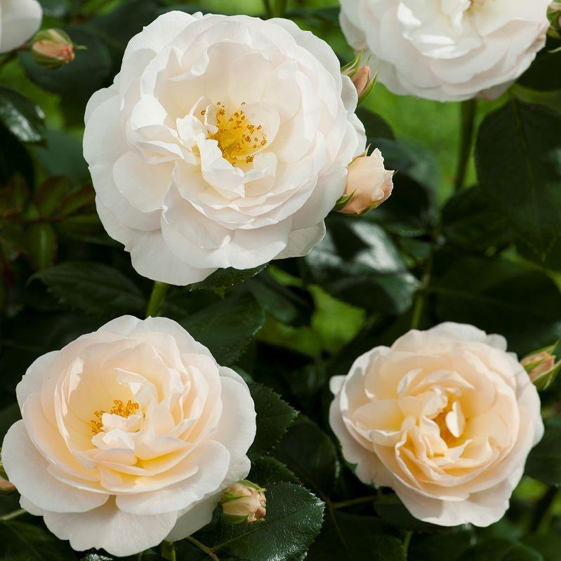 Martin Luther Rose®