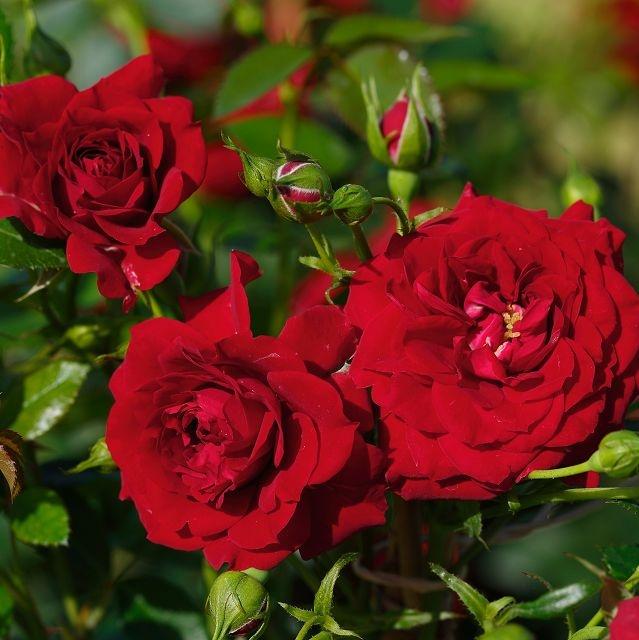 Starlet® Rose Natalie