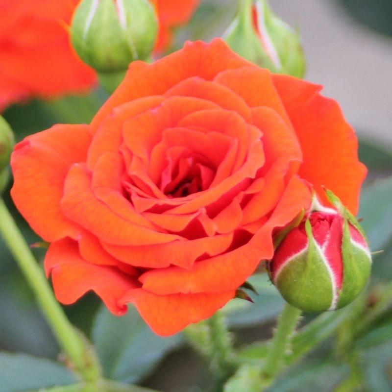 Orange Babyflor®
