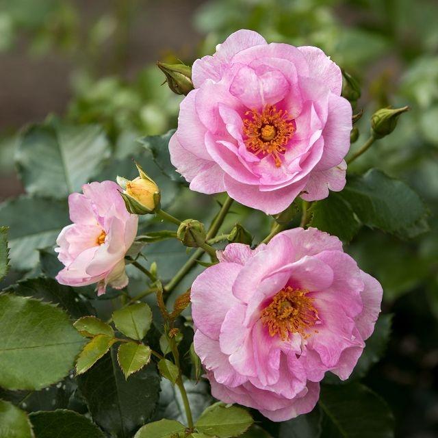 Orienta® Magnolia