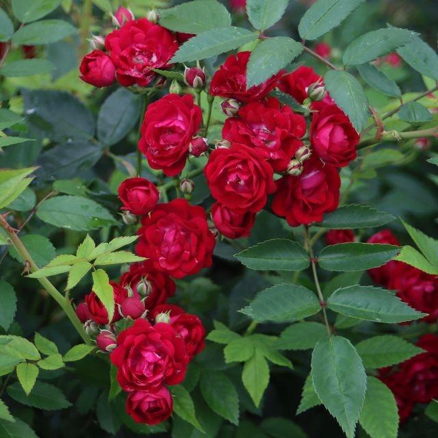 Perennial Domino®