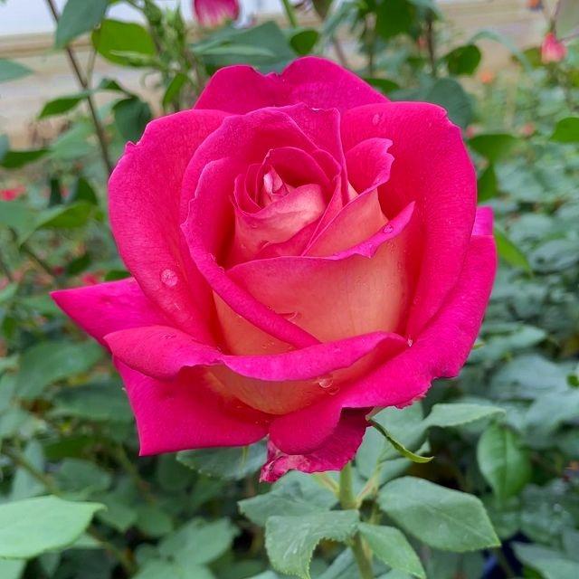 Rebecca®
