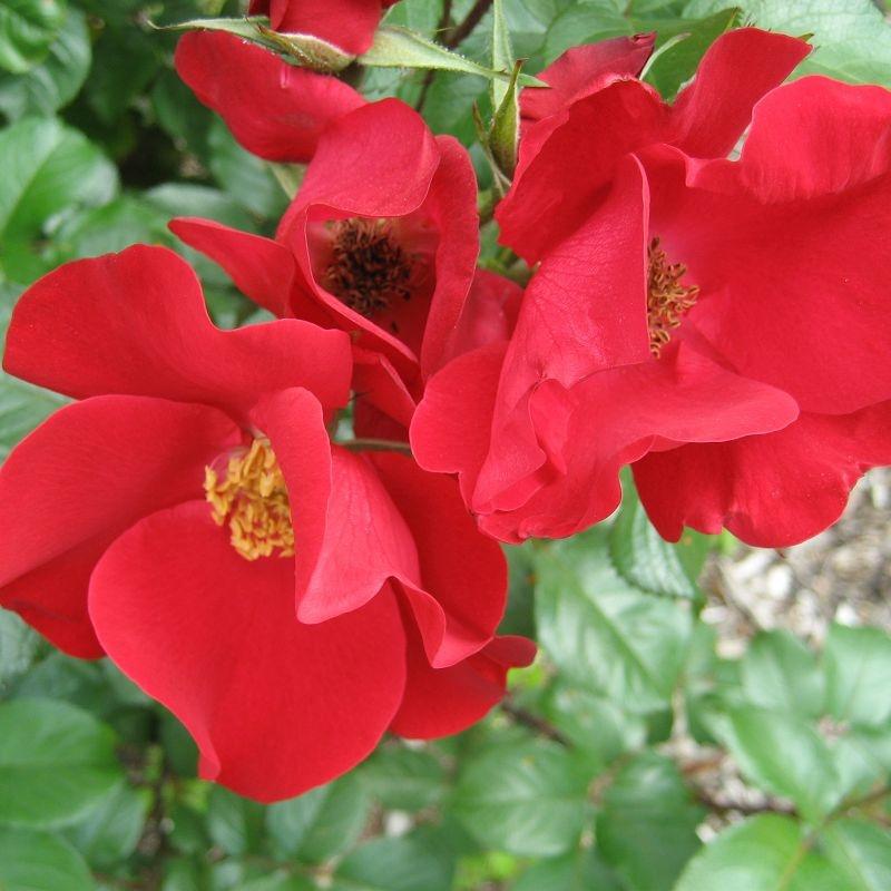 Robusta