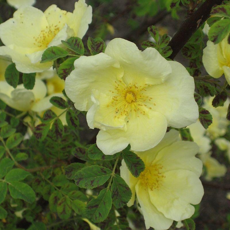 Rosa Hugonis