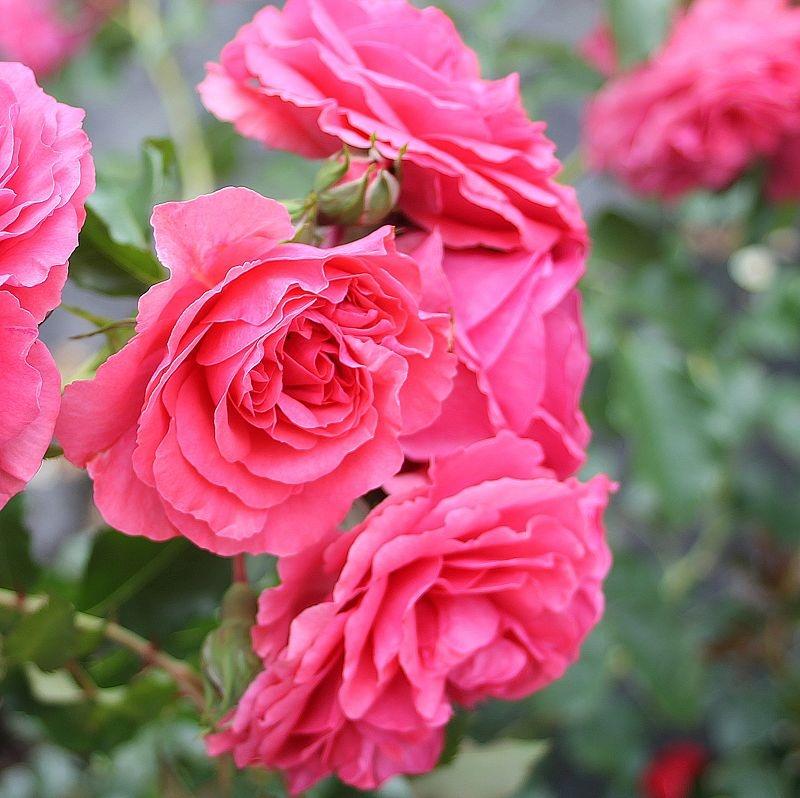 Rosarium Uetersen®