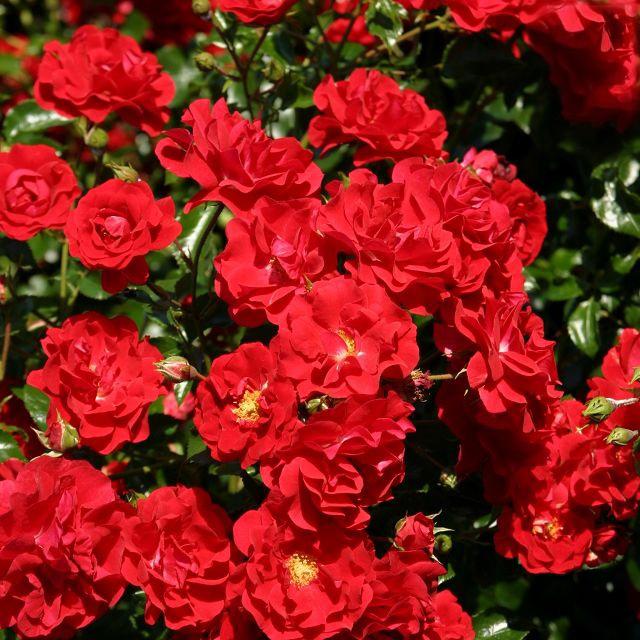 Salsa® / Grugapark-Rose