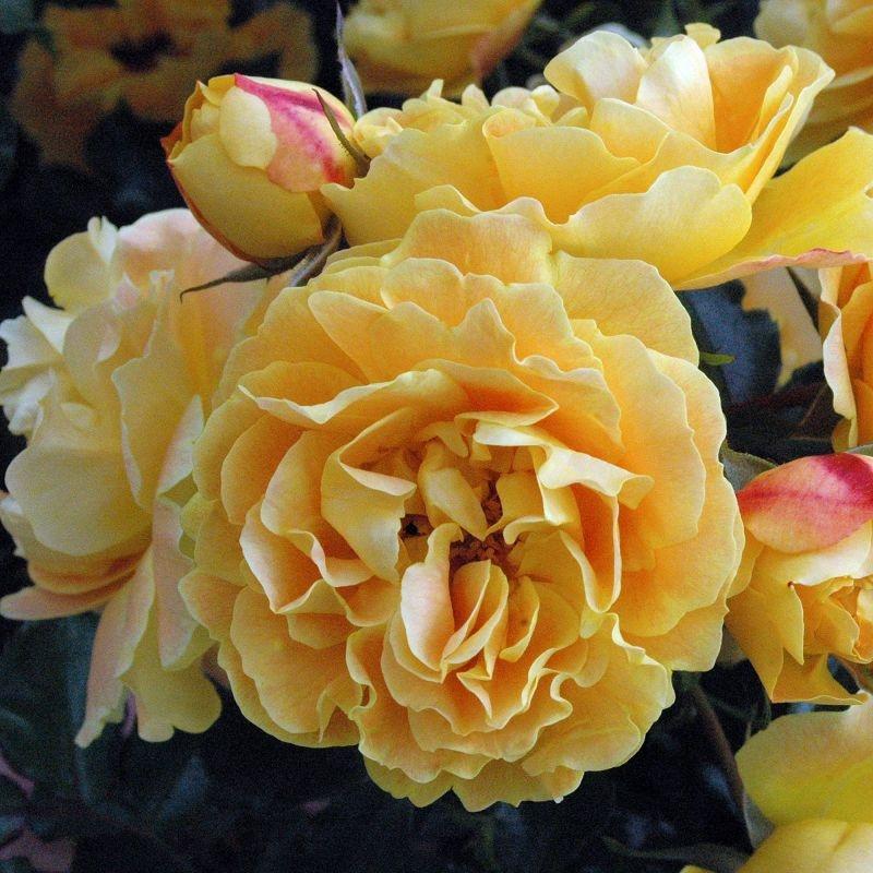 Starlet® Rose Lizzy
