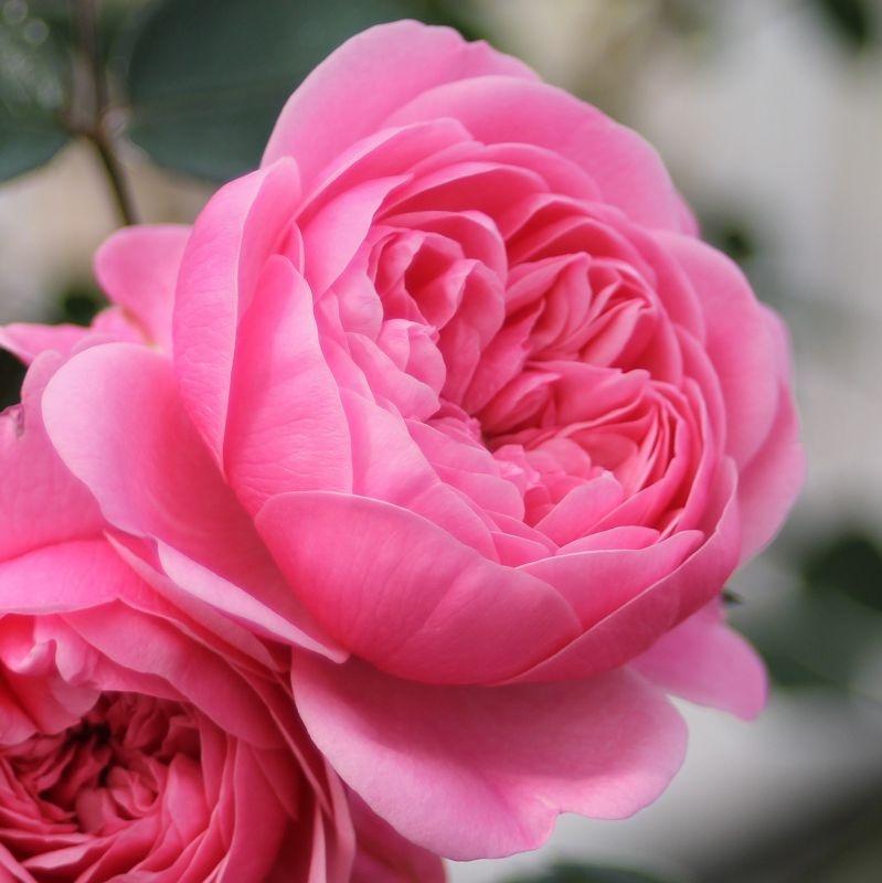 Starlet® Rose Eva