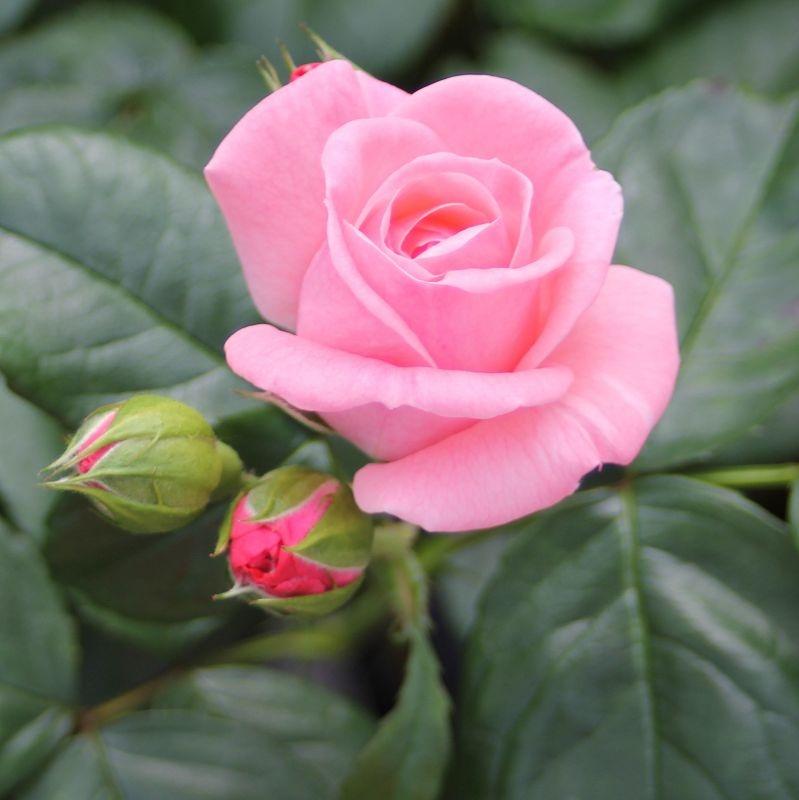 The Queen Elizabeth Rose®